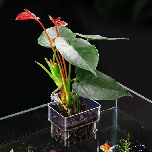 Fish Tank Wall-Mounted Planting Basket, Transparent Hydroponic Cup, Plant Propagation Box, Eco-Friendly Aquarium Decoration Hanging Baskets